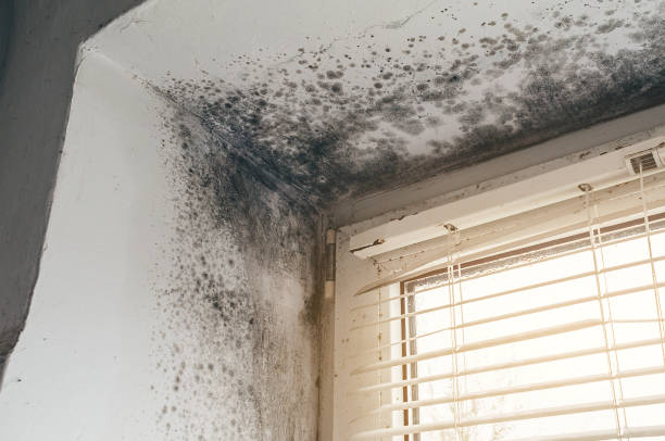 Affordable Attic Mold Remediation solutions in Feasterville Trevose, PA